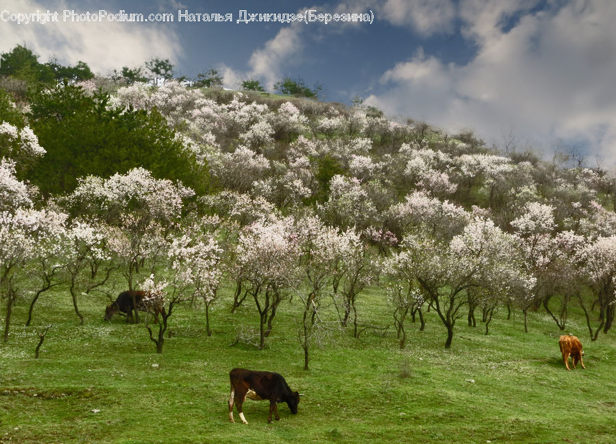 Countryside, Grassland, Meadow, Outdoors, Pasture, Ranch, Field