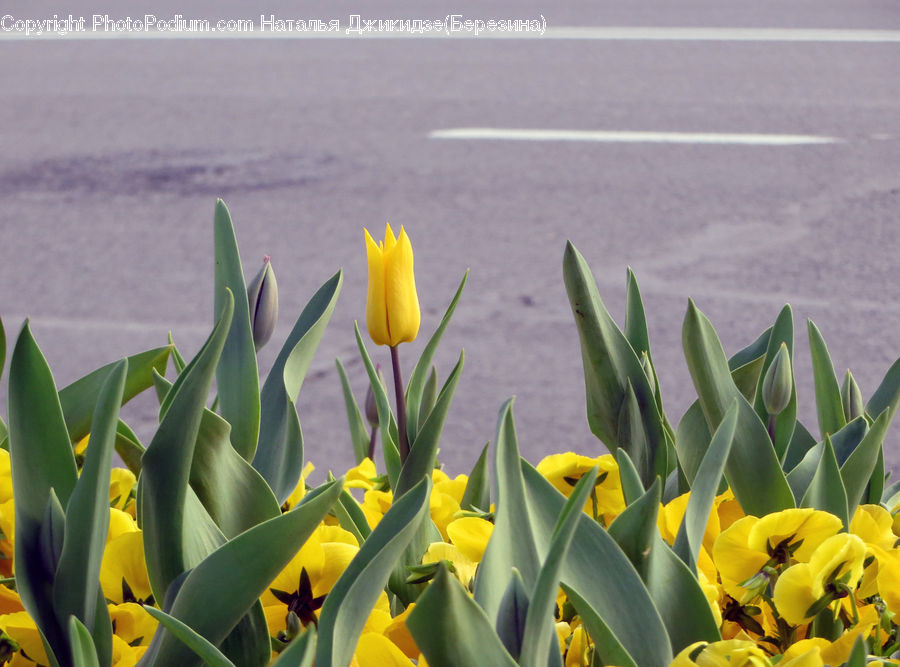 Blossom, Daffodil, Flora, Flower, Plant, Aloe, Crocus