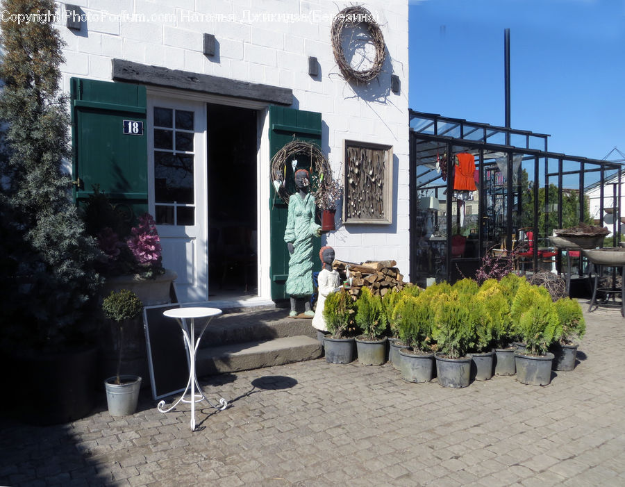 Bonsai, Plant, Potted Plant, Tree, Chair, Furniture, Herbal