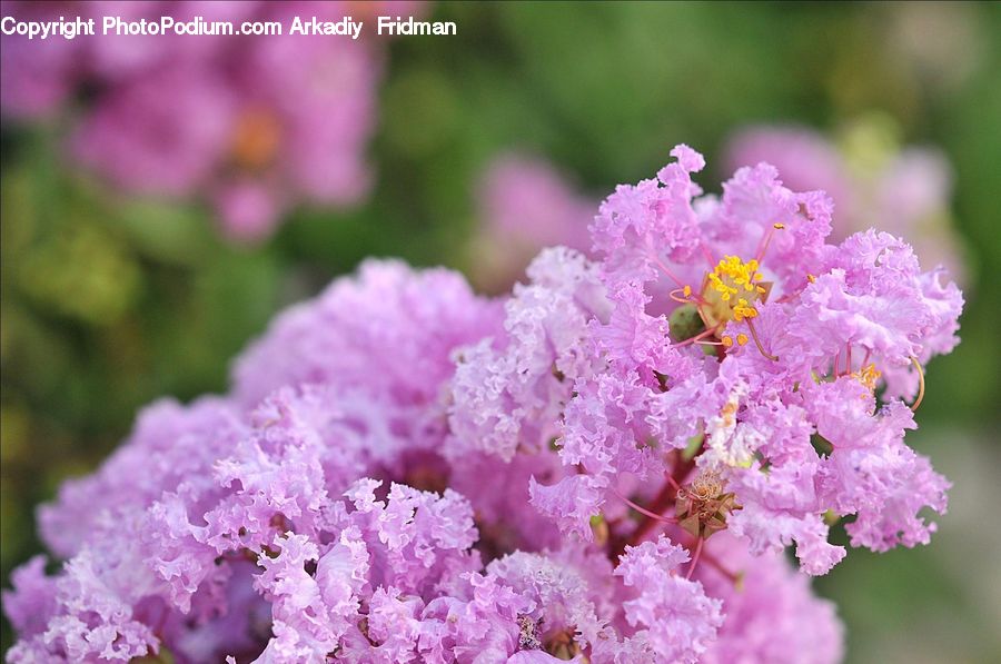 Blossom, Flora, Flower, Plant, Cherry Blossom, Pollen, Orchid