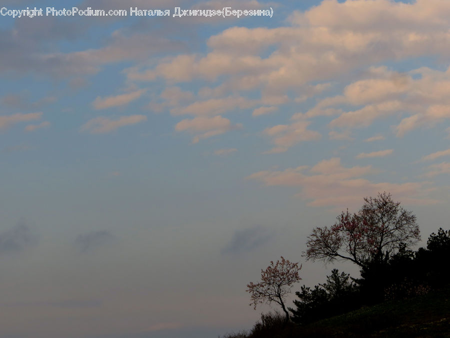 Plant, Tree, Azure Sky, Cloud, Outdoors, Sky, Silhouette