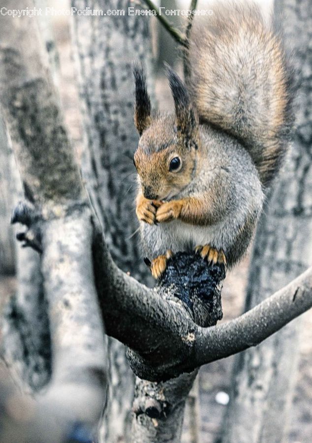 Animal, Mammal, Rodent, Squirrel, Eating, Plant, Tree