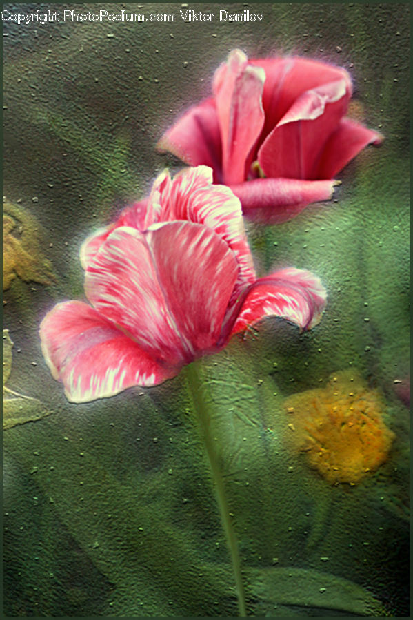 People, Person, Human, Flora, Flower, Hibiscus, Plant