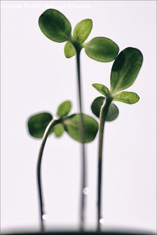 Plant, Sprout, Blossom, Flora, Flower, Geranium, Flower Arrangement