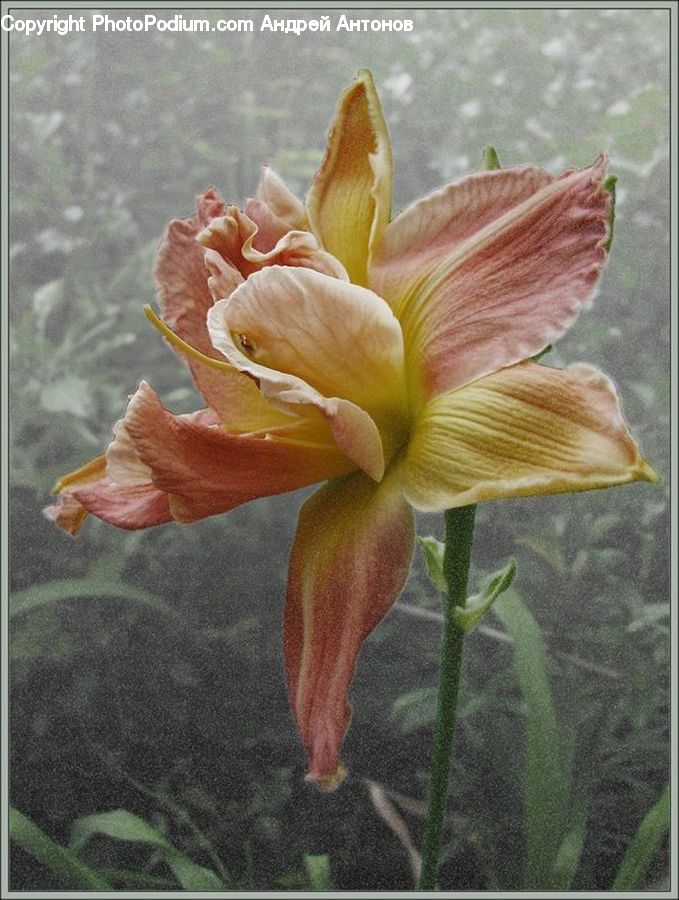 Flora, Flower, Gladiolus, Plant, Lily, Blossom, Daffodil