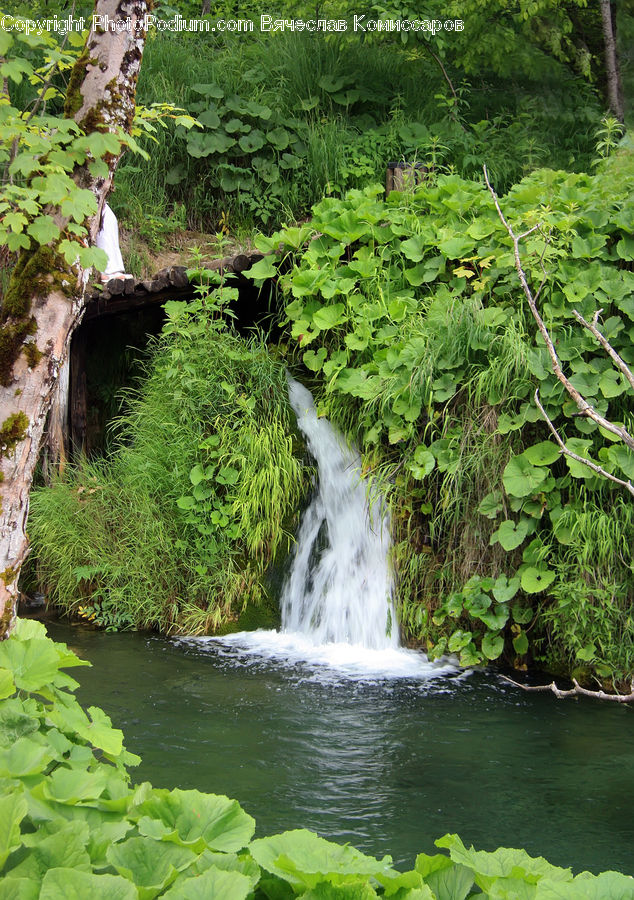 Outdoors, Pond, Water, Oak, Sycamore, Tree, Tree Trunk