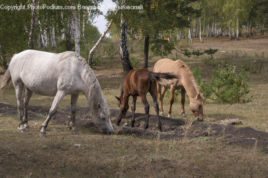 Animal, Horse, Mammal, Colt Horse, Foal, Gazelle, Impala