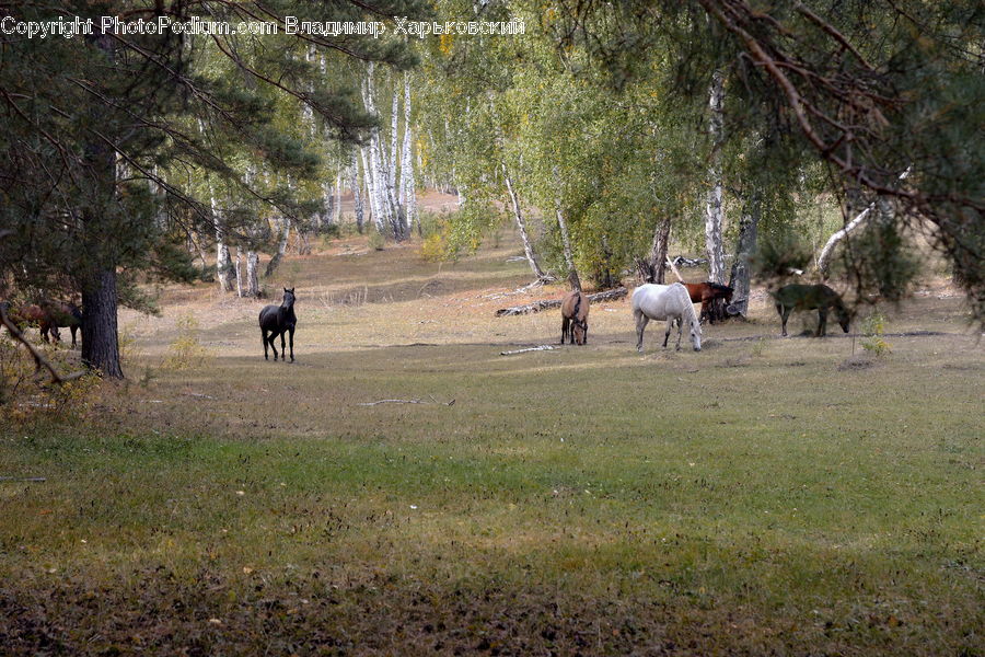 Animal, Deer, Elk, Mammal, Wildlife, Park, Angus