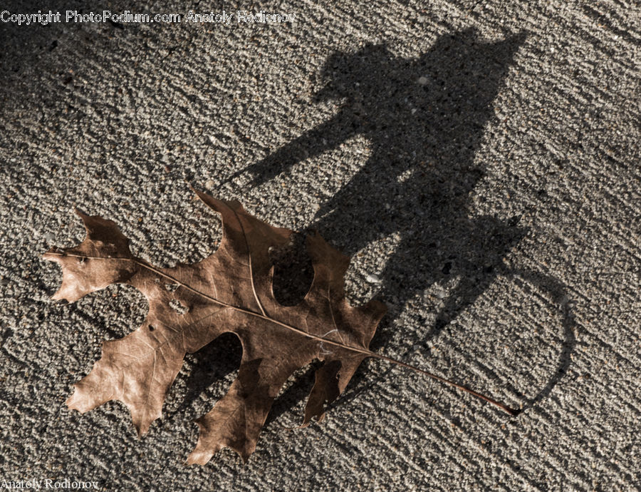 Asphalt, Tarmac, Dirt Road, Gravel, Animal, Deer, Mammal