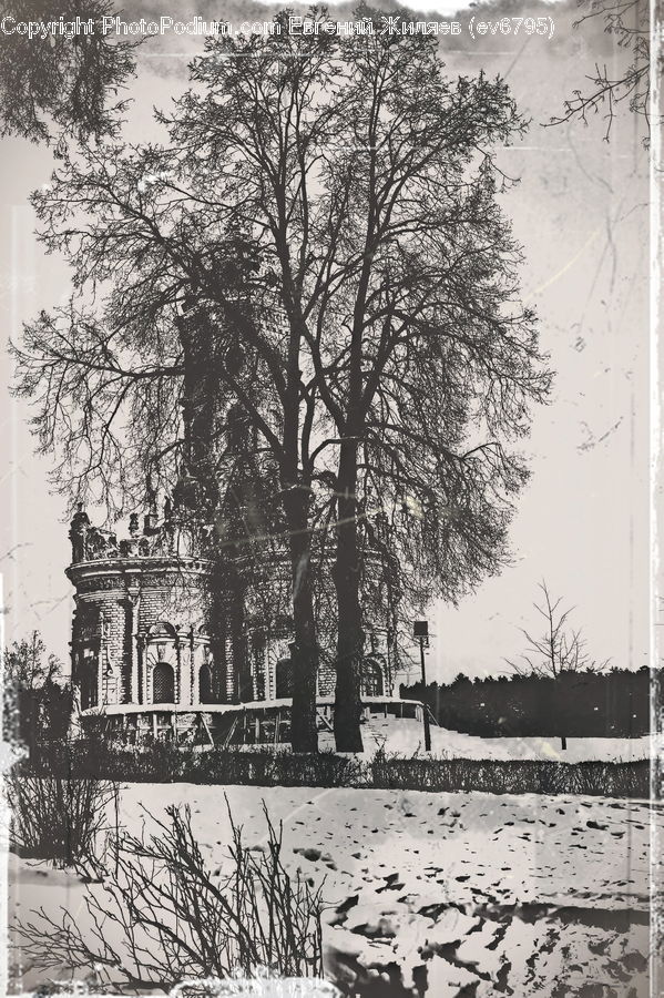 Building, Housing, Villa, Drawing, Sketch, Plant, Tree