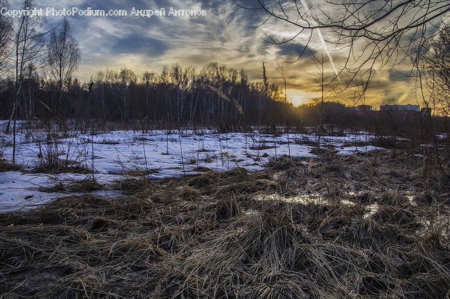 Field, Grass, Grassland, Plant, Forest, Vegetation, Land
