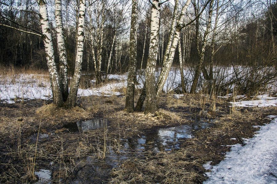 Forest, Grove, Land, Birch, Tree, Wood, Vegetation