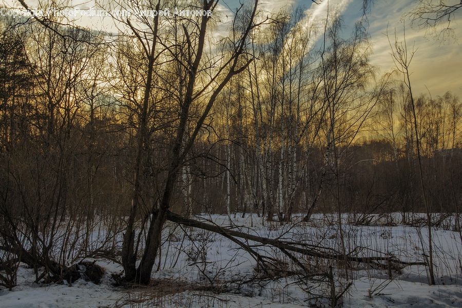 Birch, Tree, Wood, Forest, Vegetation, Landscape, Nature