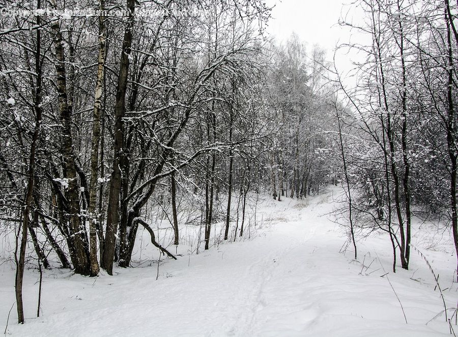 Ice, Outdoors, Snow, Forest, Vegetation, Grove, Land