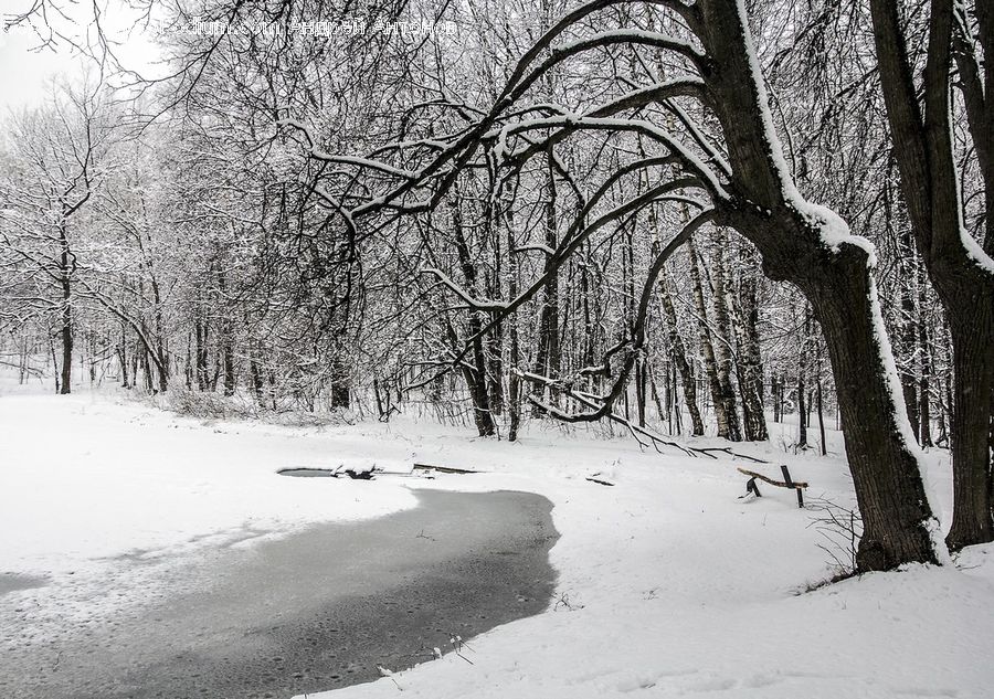 Ice, Outdoors, Snow, Bench, Plant, Tree, Forest