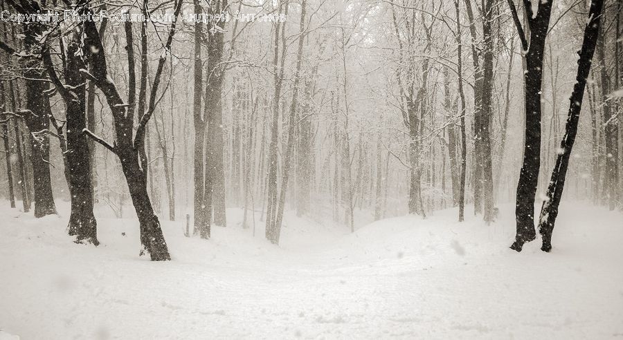 Ice, Outdoors, Snow, Forest, Vegetation, Grove, Land