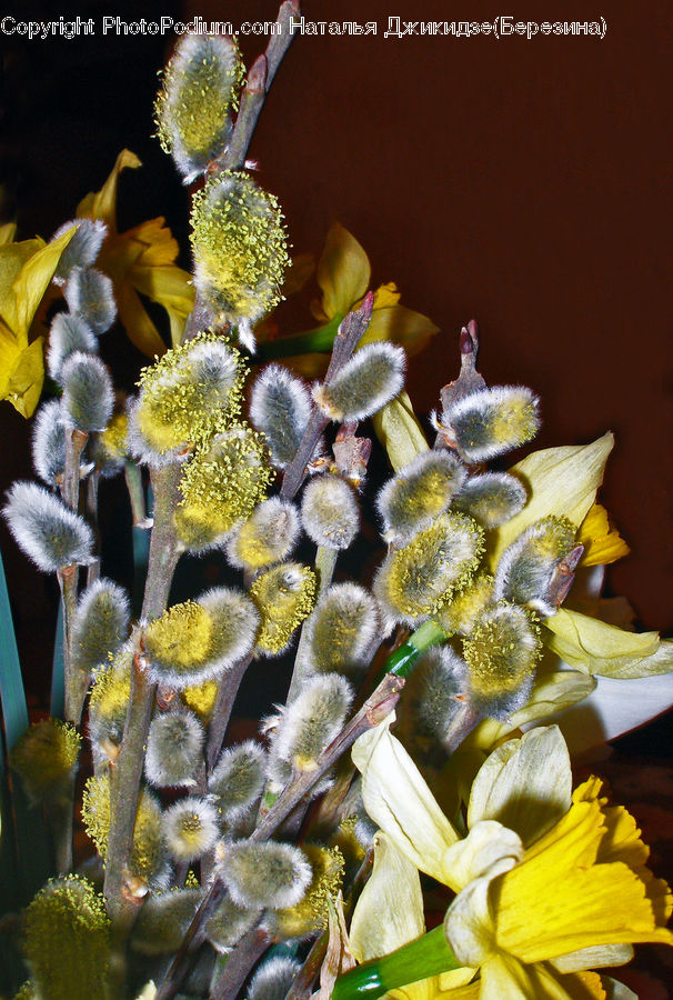 Blossom, Daffodil, Flora, Flower, Plant, Pollen, Floral Design