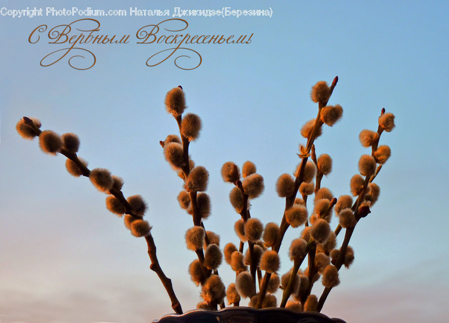 Bean, Produce, Vegetable, Teddy Bear, Toy, Plant, Blossom