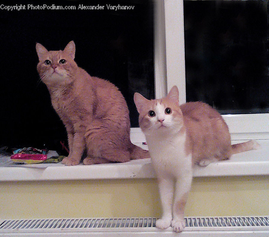 Animal, Cat, Mammal, Manx, Pet, Siamese, Kitten