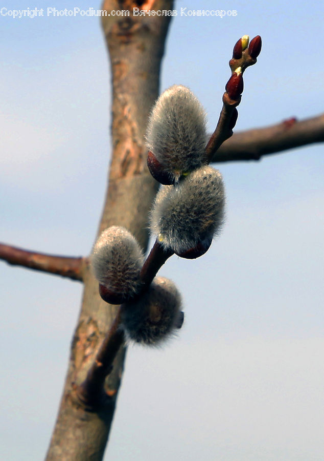 People, Person, Human, Bud, Plant, Blossom, Flora