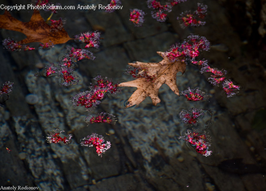Blossom, Flora, Flower, Geranium, Plant, Cherry Blossom, Bush