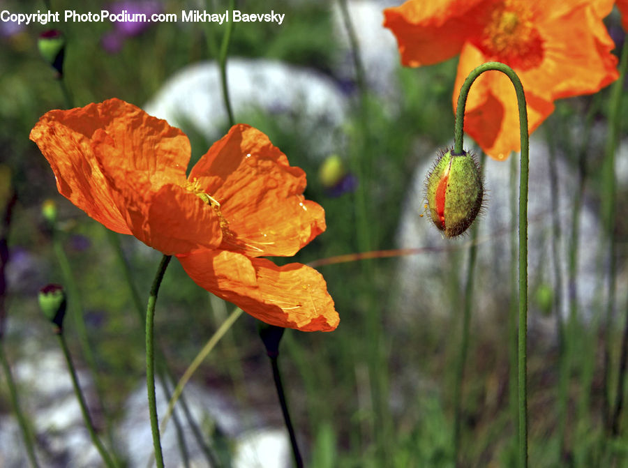 Blossom, Flora, Flower, Plant, Poppy, Bud, Geranium