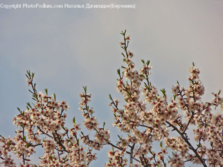 Blossom, Flora, Flower, Plant, Cherry Blossom