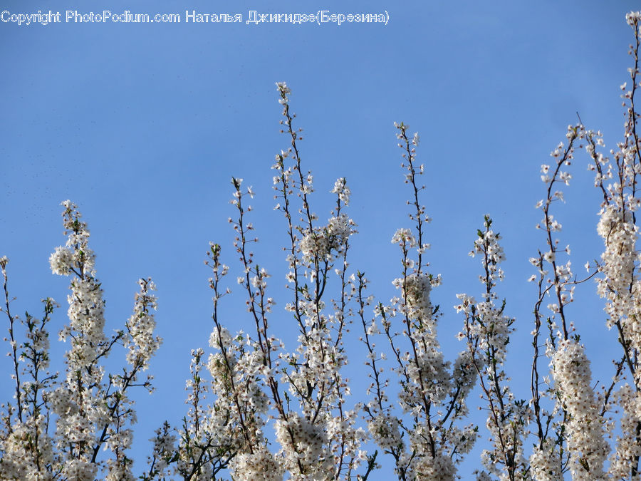 Field, Grass, Grassland, Plant, Frost, Ice, Outdoors