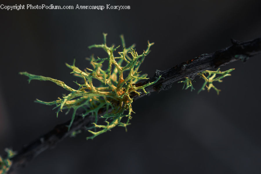Conifer, Fir, Plant, Tree, Bud, Blossom, Flora