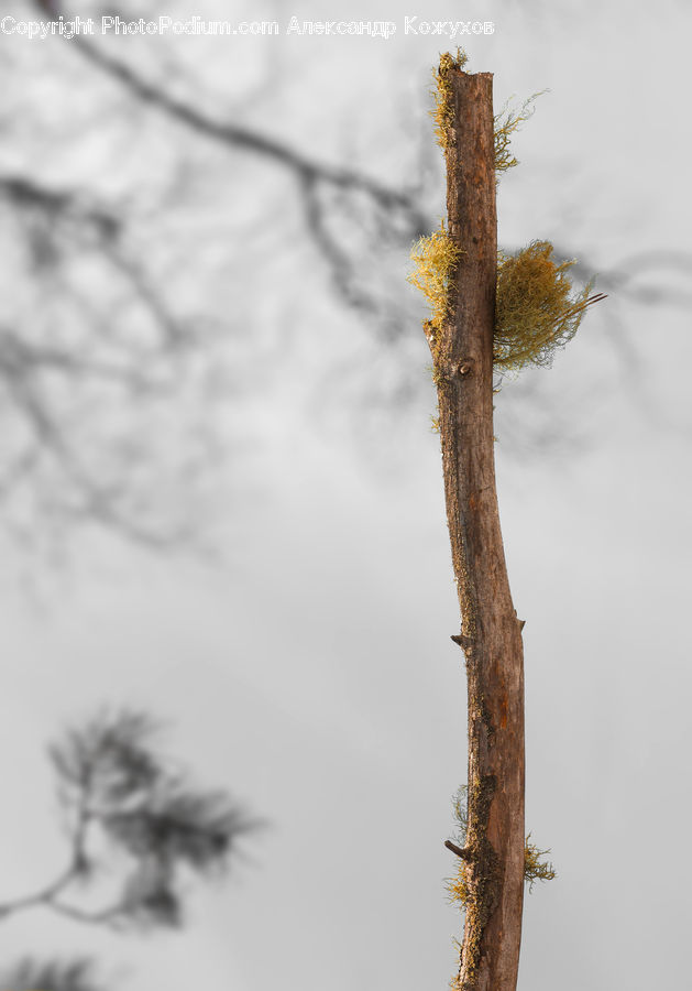 Conifer, Fir, Plant, Tree, Birch, Wood, Pine