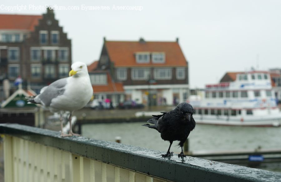Bird, Blackbird, Crow, Seagull, Apartment Building, Building, High Rise