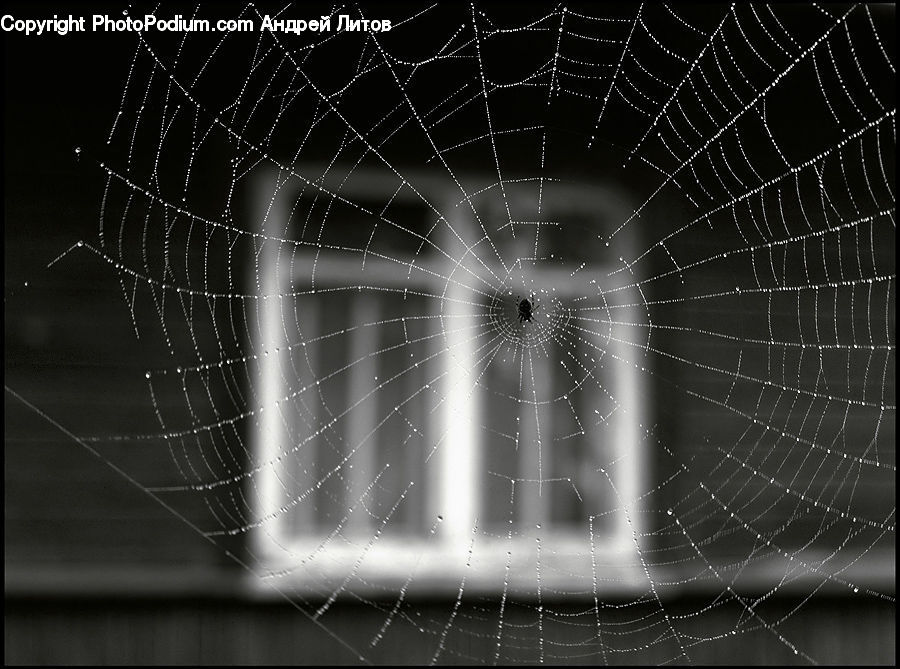 Arachnid, Argiope, Garden Spider, Insect, Spider, Invertebrate, Spider Web