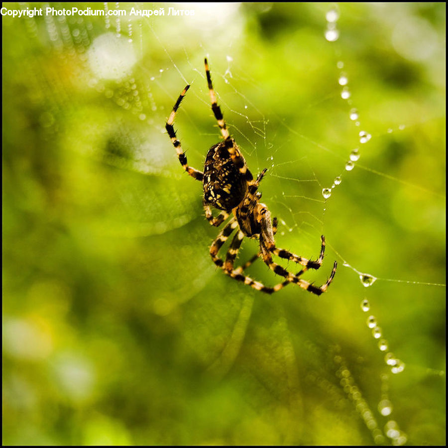 Arachnid, Garden Spider, Insect, Invertebrate, Spider