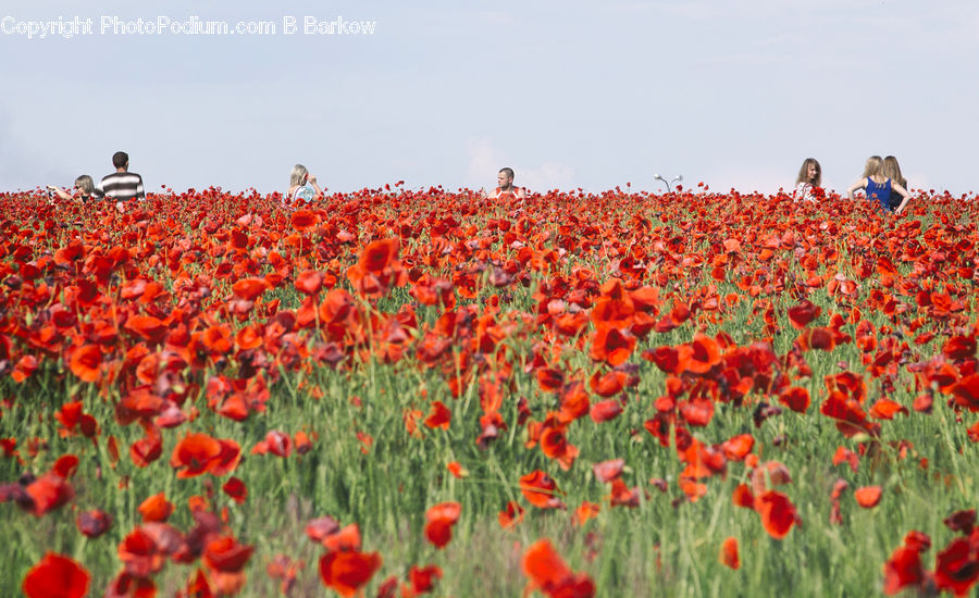 Blossom, Flora, Flower, Plant, Poppy, Tulip, Field