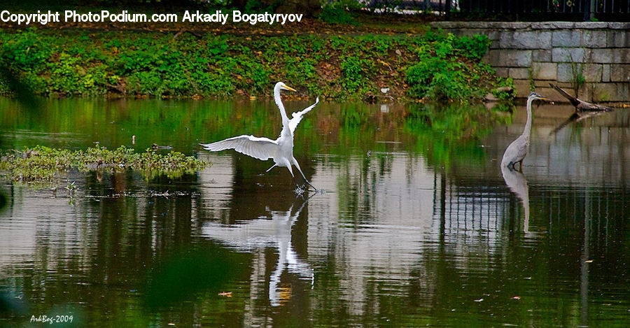 Bird, Crane Bird, Heron, Swan, Waterfowl, Ardeidae, Backyard