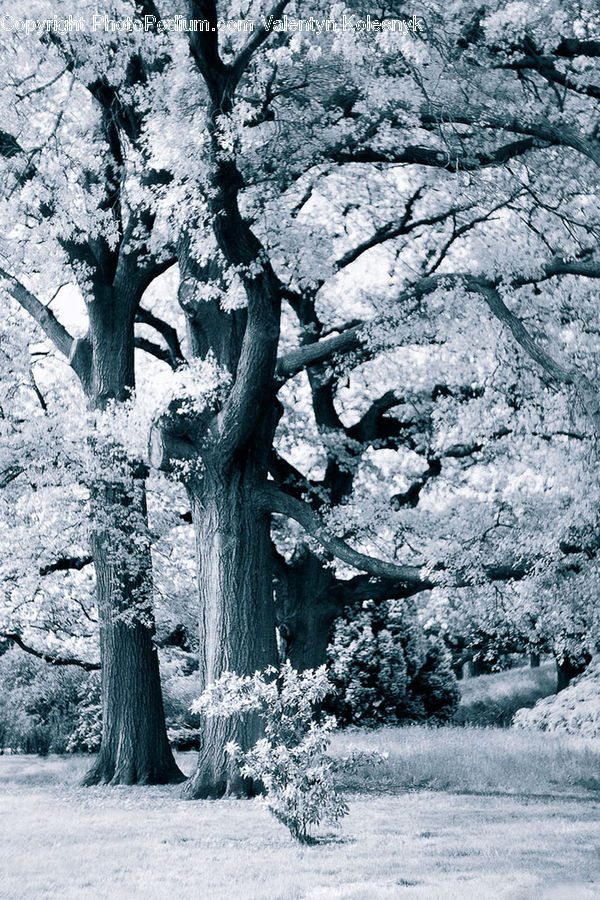Oak, Tree, Wood, Plant, Blossom, Flora, Flower