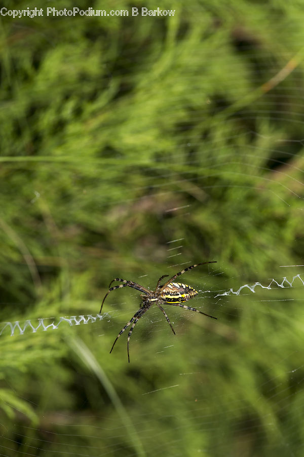 Arachnid, Garden Spider, Insect, Invertebrate, Spider, Conifer, Fir