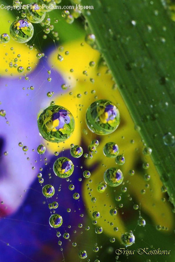 Droplet, Dish, Food, Plate