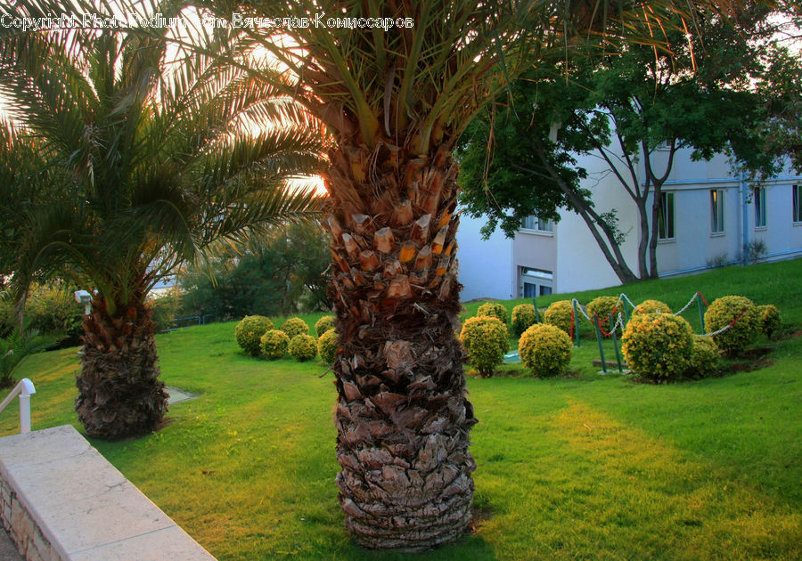 Palm Tree, Plant, Tree, Conifer, Fir, Fruit, Building