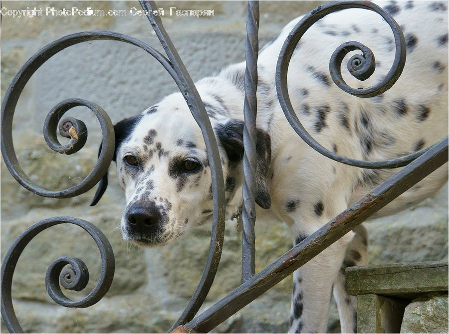 Animal, Canine, Dalmatian, Dog, Mammal, Pet, Banister