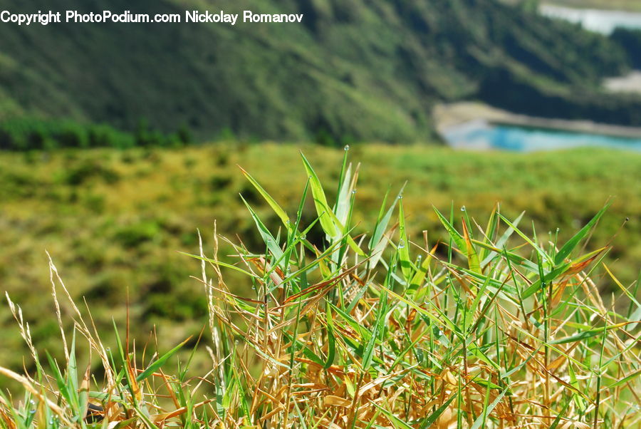 Field, Grass, Grassland, Plant, Land, Outdoors, Vegetation