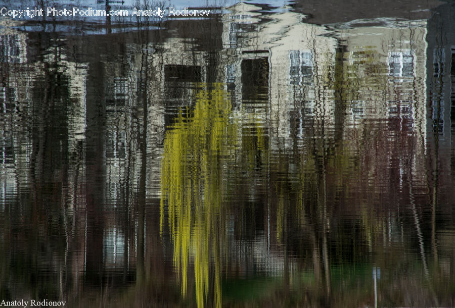 Birch, Tree, Wood, Forest, Vegetation, Field, Grass