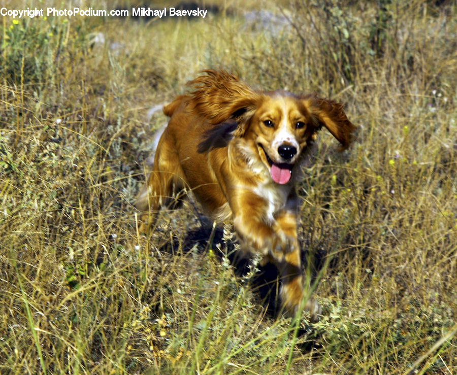 Animal, Canine, Cocker Spaniel, Dog, Mammal, Pet, Spaniel