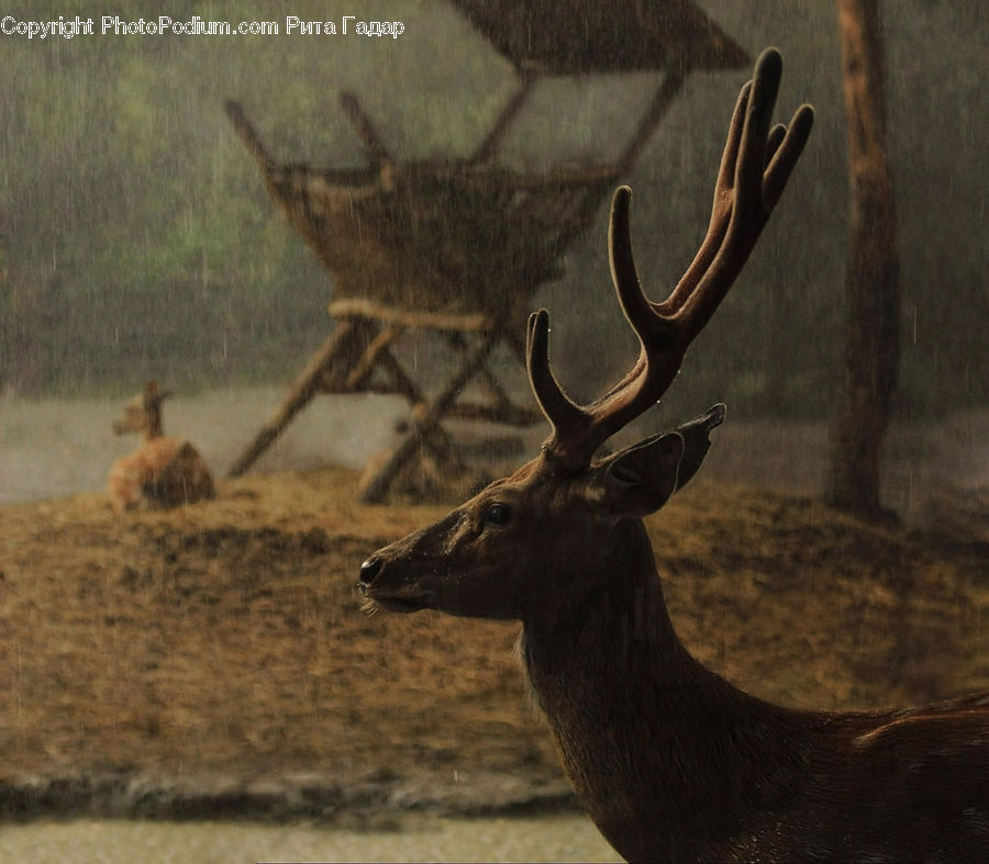 Animal, Deer, Mammal, Wildlife, Antler, Elk, Angus