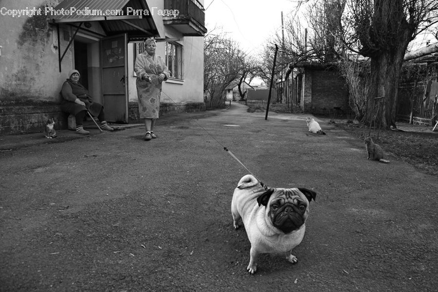 Animal, Canine, Dog, Mammal, Pet, Pug, People