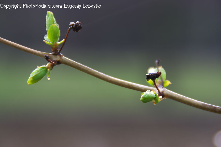 Bud, Plant, Insect, Invertebrate, Mantis, Aphid, Bee Eater