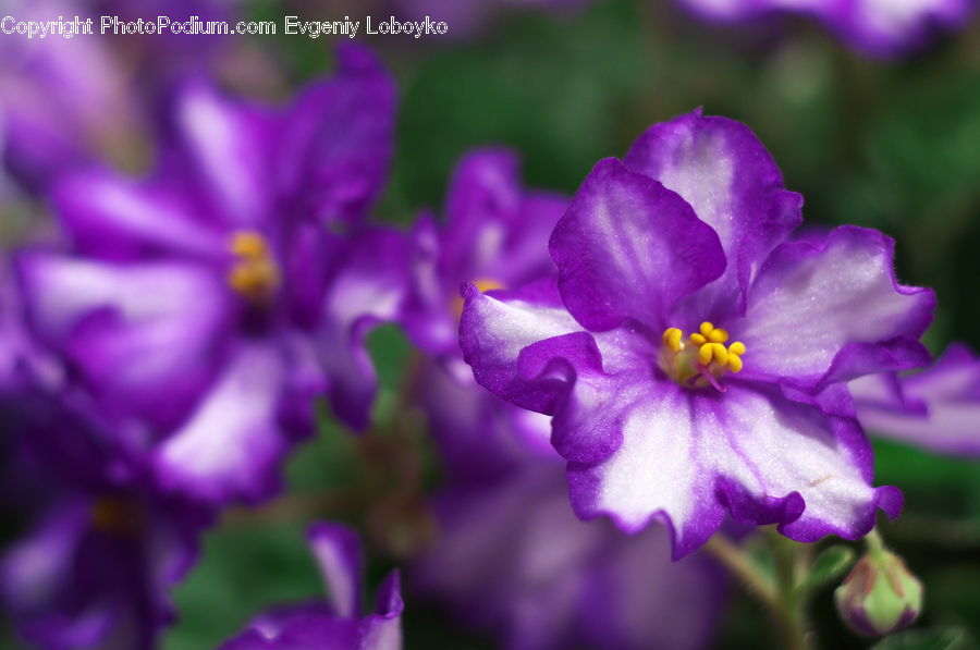 Blossom, Crocus, Flora, Flower, Plant, Geranium, Violet