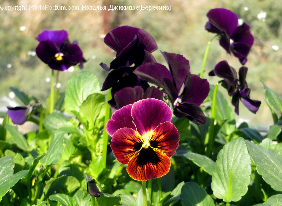 People, Person, Human, Blossom, Flora, Flower, Pansy
