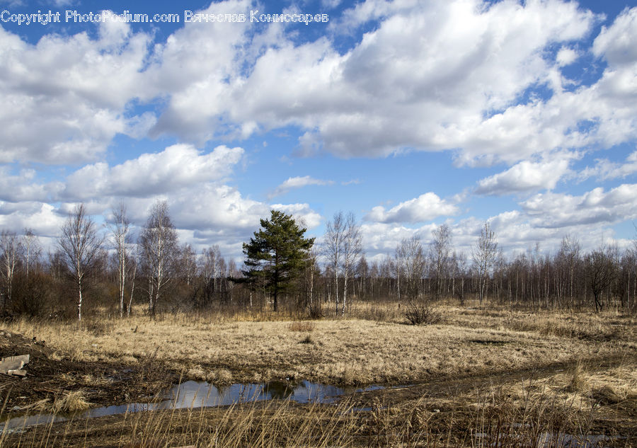 Land, Marsh, Outdoors, Swamp, Water, Pond, Cloud