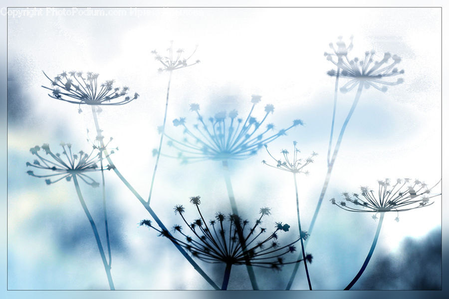Dill, Plant, Apiaceae, Blossom, Flower Arrangement, Ikebana, Potted Plant